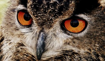   I'm Watching by Moira Foster