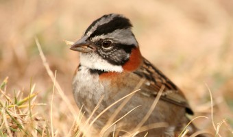   Nesting by Wendy Harvey