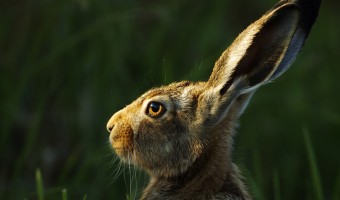 Brown Hare by Julie Marshall