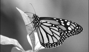   Butterfly Wendy Harvey