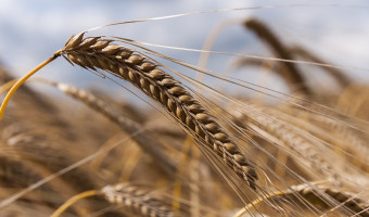   Harvest Time by Ian Nicholls 