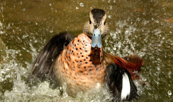   In A Spin by Wendy Harvey 