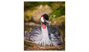   A good hair day, maybe by Alex Svenson 