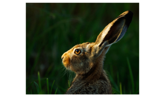   European Brown Hare by Julie Marshall 