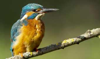   Kingfisher by Julie Marshall 