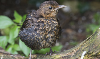   3rd. Baby Blackbird by David Walker. 