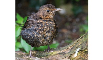   Baby Blackbird. 