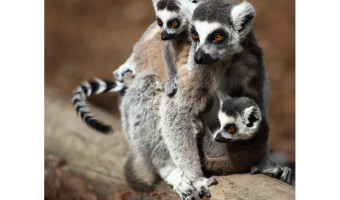  Ring-tail Lima Family 