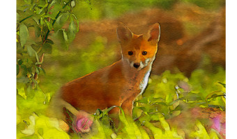 Fox Cub 