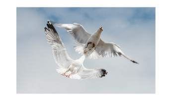   1st Place Aerial Combat by David Walker 