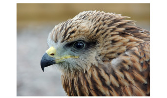   Runner up Bird of Prey by Moira Foster 