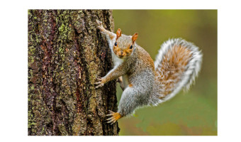   Bright Eyed & Bushy Tailed by Peter Chittock 
