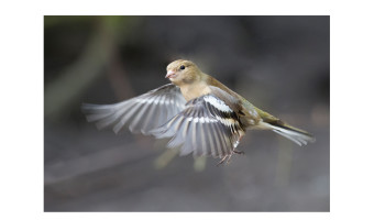   Chaffinch by David Walker 