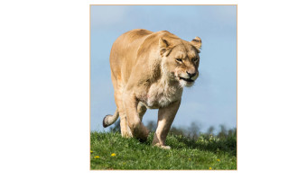   Grrr by Alex Svenson 
