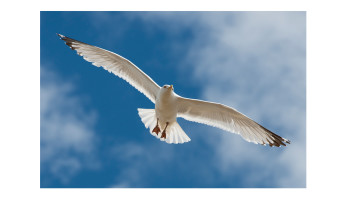   Herring Gull by David Walker 