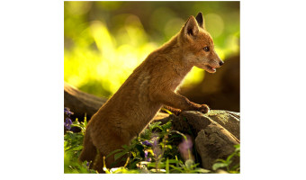   Fox cub by Julie Marshall 