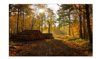 Woodland harvest by Dick Townend 