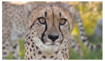   Cheetah 24th October 2016
Portrait 3rd place from Bruce Clegg