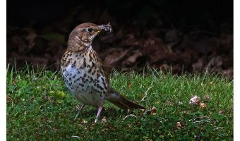   A Beak Full 
