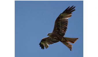   Bird of Prey 