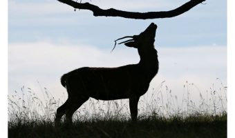   Deer Silhouette 