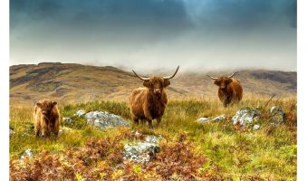   Hairy Highlanders 