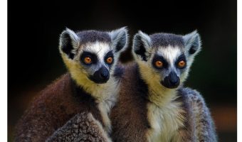   Lima Pair 