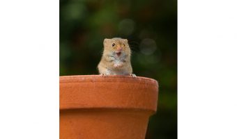   Mighty Mouse 