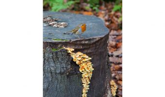   Robin & Fungi 