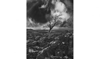   The Lonesome Tree 