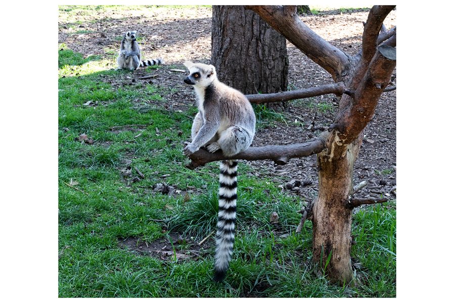 Dick Townend - Ring tailed Lemurs