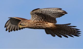 I spy with my little eye 