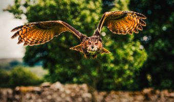 Timothy Atkinson - Tim Atkinson-1