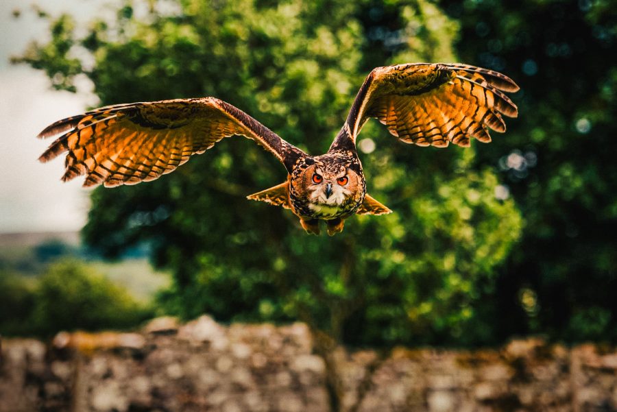 Timothy Atkinson - Tim Atkinson-1