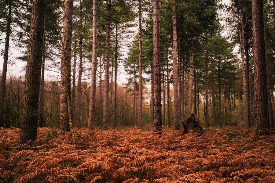 Timothy Atkinson - Tim Atkinson-2