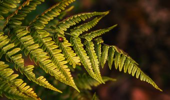 Timothy Atkinson - Tim Atkinson-3