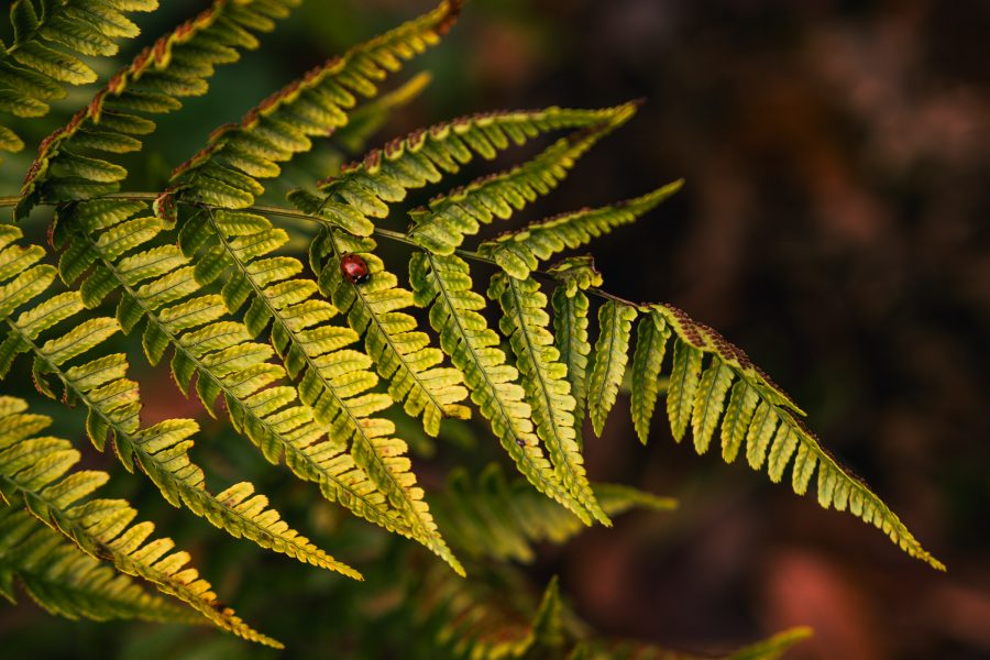 Timothy Atkinson - Tim Atkinson-3