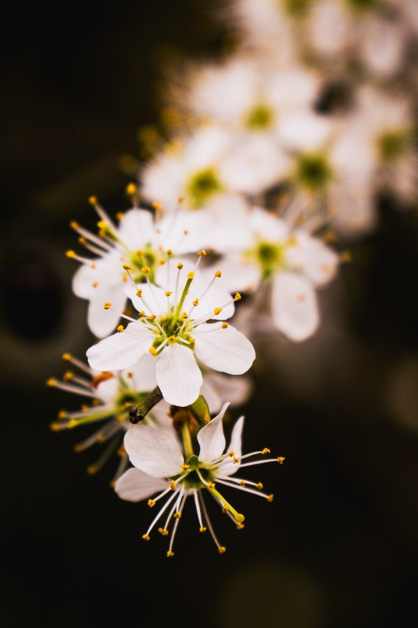 Timothy Atkinson - Tim Atkinson-8